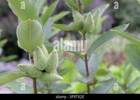 Asclepias syriaca, connue sous le nom de milkweed commune, fleur du papillon et herbe soyeuse, avec des capsules de graines distinctives. Précieuse pour les jardins de pollinisateurs, butte des monarques Banque D'Images