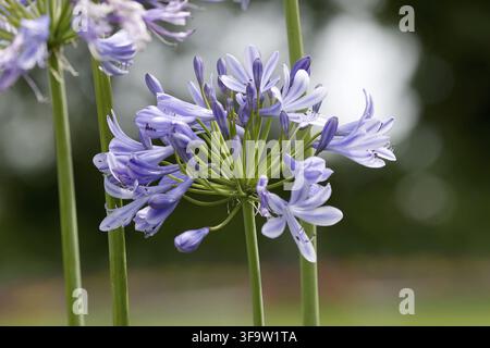 Agapanthus (Agapanthus praecox), nom commun lys bleu, (lys africain ou lys du Nil Banque D'Images