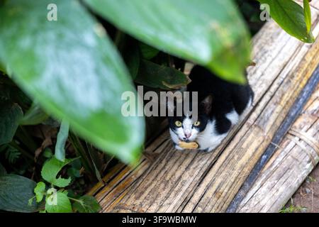 Un chat noir et blanc se cachant parmi un feuillage vert sur une terrasse en bois usé, tenant un petit objet tout en regardant vers l'appareil avec une curiosité alerte Banque D'Images
