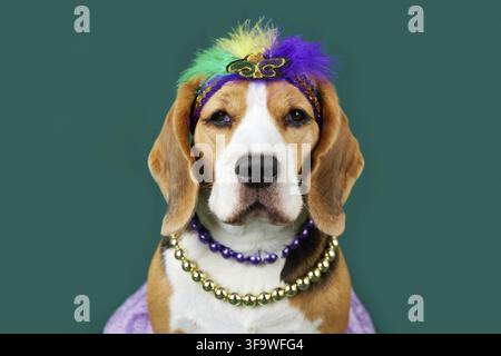 Un chien beagle en costume pour le festival de Mardi Gras. Le concept d'humanisation des animaux de compagnie. Fond isolé vert Banque D'Images