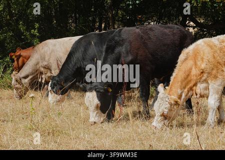 Un groupe de bovins de différentes couleurs paissant sur de l'herbe sèche près d'une haie à Monsal Dale, dans le Peak District National Park, Derbyshire, Royaume-Uni. Banque D'Images