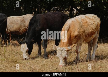 Un groupe de bovins de différentes couleurs paissant sur de l'herbe sèche près d'une haie à Monsal Dale, dans le Peak District National Park, Derbyshire, Royaume-Uni. Banque D'Images