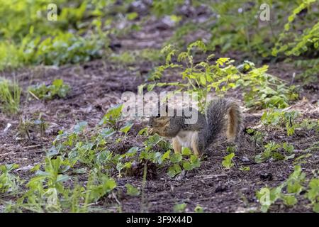 L'écureuil renard (Sciurus Niger), également connu sous le nom d'écureuil renard de l'est ou écureuil renard de Bryant Banque D'Images