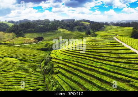 Plantation de thé des Açores - Vue aérienne de Gorreana, la plus ancienne et aujourd'hui la seule plantation de thé en Europe, située sur l'île de Sao Miguel. Banque D'Images