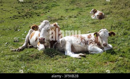 Deux vaches brunes et blanches reposent paisiblement sur une colline verdoyante sous un soleil éclatant. Une troisième vache est visible en arrière-plan, elle aussi en train de brouter Banque D'Images