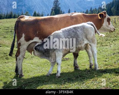 Une scène réconfortante d'une vache brune et blanche allaitant doucement son veau dans une prairie alpine luxuriante. Le fond présente des collines vertes ondulantes, des conifères denses Banque D'Images