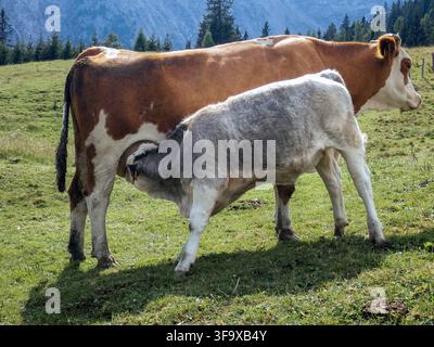 Une scène réconfortante d'une vache brune et blanche caressant doucement son veau gris dans une prairie alpine luxuriante et verte. Les collines ondulantes et les montagnes lointaines créent Banque D'Images