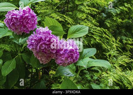 Énormes inflorescences de fleurs roses hydrangea macrophylla sur un fond flou de feuilles vertes et de feuillage doré de l'arbre à vie occidental. Fo sélectif Banque D'Images