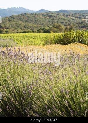 Beau champ de lavande en fleurs dans la campagne Banque D'Images