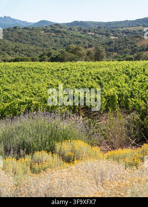 Vignoble luxuriant avec des fleurs sauvages et des collines Banque D'Images