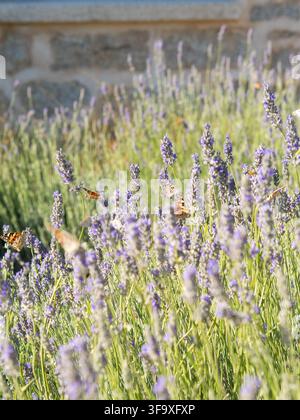 Papillons voltigeant autour de fleurs de lavande violettes Banque D'Images