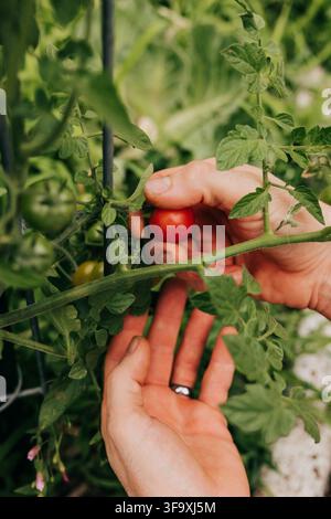 Mains cueillant soigneusement une tomate cerise mûre Banque D'Images