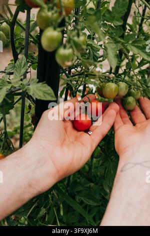Jardinier récoltant soigneusement des tomates cerises fraîches Banque D'Images