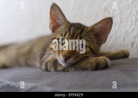 Mignon petit chat tigré allongé sur une surface Banque D'Images