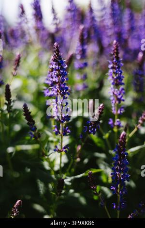 Fleurs de sauge violettes en fleurs dans un jardin ensoleillé Banque D'Images