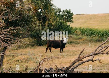 Vache noire chauve debout seule dans un champ de campagne Banque D'Images