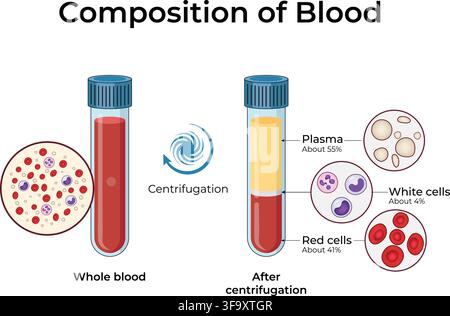Composition de sang montrant le plasma, les globules rouges et les globules blancs après centrifugation Illustration de Vecteur