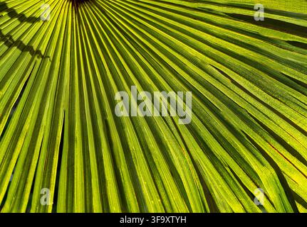 Vue rapprochée d'une feuille de palmier à fan vert vif avec des frondes texturées rayonnantes et des motifs naturels Banque D'Images