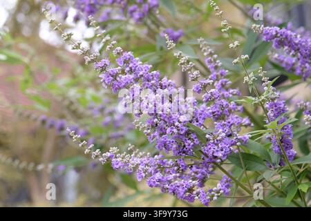 Vitex agnus castus, arbre chaste violet, en fleur. Banque D'Images