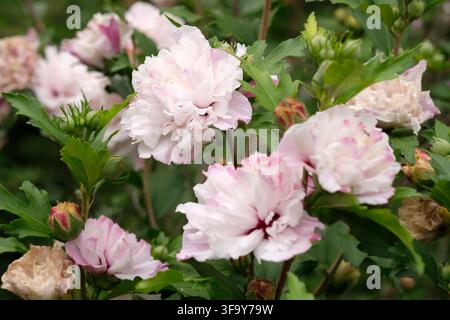 Hibiscus syriacus double blanc et rose ‘Mindoub’ en fleur. Banque D'Images