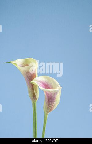 Deux délicates callas aux pétales rose pâle et aux tiges vertes élancées sur un fond bleu doux, créant une composition florale aérée et élégante Banque D'Images