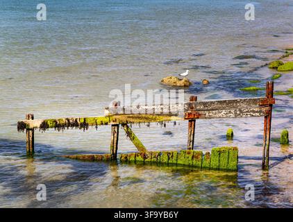Défenses marines délabrées couvertes d'algues à Totland Bay sur l'île de Wight, Royaume-Uni Banque D'Images