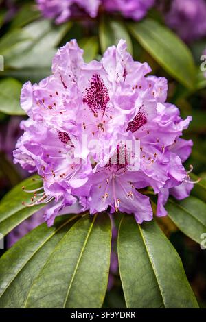 Close-up d'un magnifique bouquet de fleurs de rhododendron rose et violet entouré de feuilles vertes luxuriantes Banque D'Images