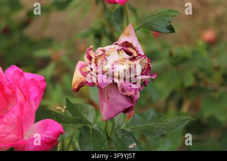 Rose rose fanée et flétrie avec des pétales bruns et secs sur le buisson Banque D'Images