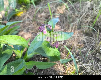 Consoude commune ou vraie consoude, nom latin : Symphytum officinale Banque D'Images