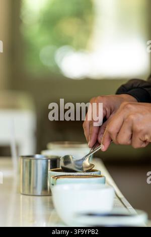 Mains d'un barista effectuant une séance de dégustation de café, utilisant soigneusement une cuillère pour évaluer des grains de café torréfiés dans de petites cuillères, en appréciant l'arôme et la saveur. Banque D'Images