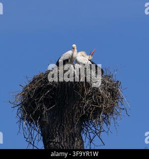 Une photographie animalière en gros plan carrée de deux cigognes blanches dans un énorme nid de branches construit sur un tronc d'arbre élevé sous un ciel bleu clair à Ledni Banque D'Images