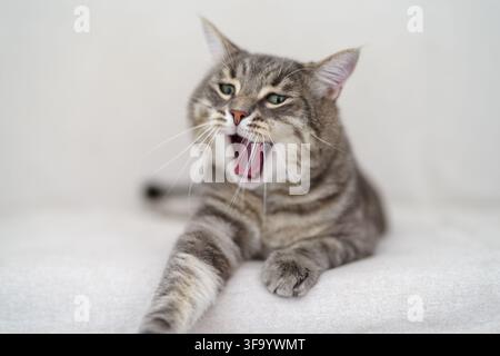 Un chat domestique tigré bâillant Banque D'Images
