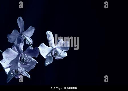 Close-up dramatique en lumière basse de deux élégantes orchidées phalaenopsis lilas clair sur un fond noir riche. Banque D'Images
