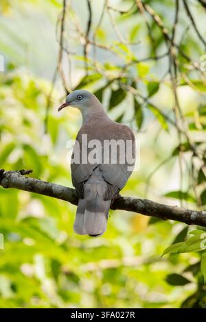Colombe impériale des montagnes Ducula badia, adulte perché dans une zone boisée, Keang Krachan, Phetchaburi, Thaïlande, mars Banque D'Images