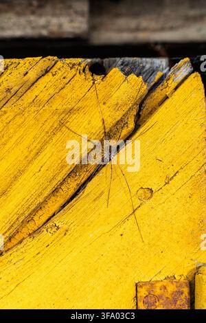 Opilione aux longues pattes reposant sur du bois peint en jaune fissuré avec une texture de surface érodée. Banque D'Images