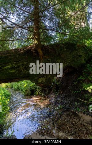 Grand tronc d'arbre tombé couvert de mousse enjambant un petit ruisseau forestier dans une forêt dense et verdoyante. Banque D'Images