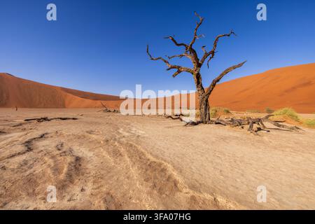 Un arbre mort à Deadvlei, Parc national de Namib Naukluft, Namibie, Afrique Banque D'Images