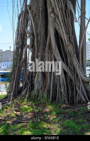Vue rapprochée d'un ficus mature avec des racines aériennes denses et une croissance du tronc entrelacée dans un cadre urbain. Banque D'Images