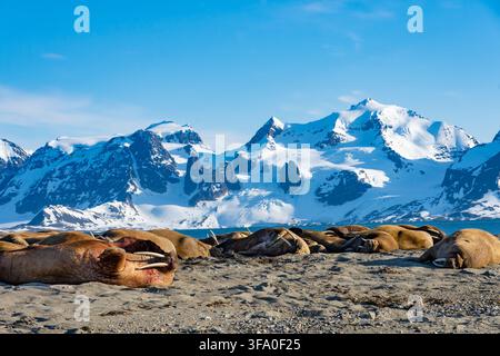 Carcasse de morse gisant sur une plage de sable déserte entourée d'une colonie de morses au repos, avec une vaste étendue de montagnes enneigées et un arctique Banque D'Images