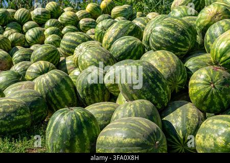 De nombreuses pastèques mûres fraîchement récoltées remplissent tout le cadre en pleine lumière. Un grand tas de fruits sucrés verts rayés empilés à l'extérieur sur l'herbe pendant Banque D'Images