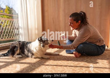 Femme souriante récompense son border collie avec une friandise pendant l'entraînement du chien à la maison, renforçant la confiance, l'obéissance et le comportement positif dans un li baigné de soleil Banque D'Images
