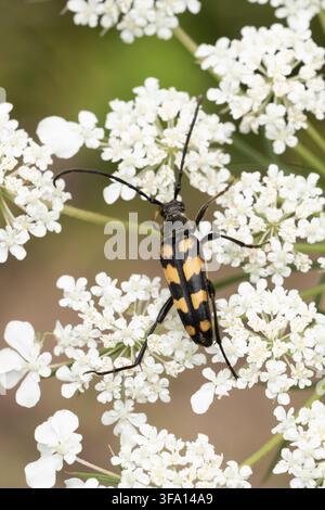Scarabée longicorne à quatre bandes (Leptura quadrifasciata) posé sur une carotte sauvage européenne blanche (Daucus carota), trouvé en Basse-Saxe, Allemagne Banque D'Images