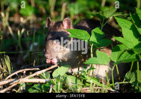 17 juillet 2026, Basse-Saxe, Drochtersen : Un rat brun (Rattus norvegicus) est assis dans un jardin, mangeant quelque chose qu’il porte à sa bouche avec ses pattes. À l’état sauvage, le rat brun préfère vivre près de l’eau ; on le trouve le plus souvent le long des rives ou près des lacs. En adaptation à cet habitat, il peut nager et même plonger. Les rats bruns sont généralement timides et sont surtout actifs la nuit. Photo : Bernd von Jutrczenka/dpa Banque D'Images