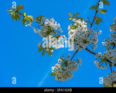 Cerise des oiseaux ou cerise douce Prunus avium, floraison des cerisiers à Brunswick Basse-Saxe Allemagne *** Cerise sauvage ou cerise douce Prunus avium, fleurs de cerisier à Brunswick, Basse-Saxe, Allemagne Banque D'Images