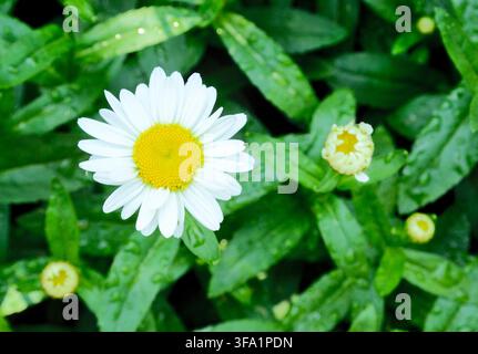 Un marguerite (également connu sous le nom de leucanthème vulgaire, marguerite à yeux d’ox, marguerite) à l’ombre, avec des gouttes de pluie sur ses feuilles et ses boutons qui fleurissent après la pluie. Banque D'Images