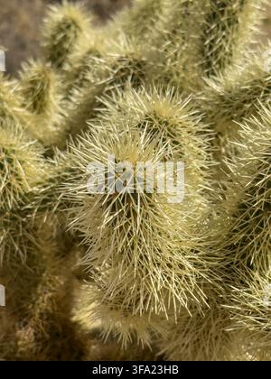 Cactus cholla en forme d’ours en peluche, White Tank Regional Park, Surprise, Arizona. Banque D'Images