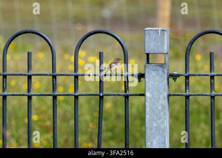 Un jeune pierre-marteur européen (Saxicola rubicola) est perché sur une rambarde ornementale en métal à North Bull Island, baie de Dublin, Irlande. Banque D'Images