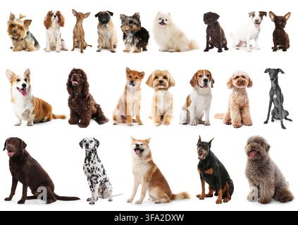 Chiens mignons de diverses races et tailles. Collection sur fond blanc Banque D'Images