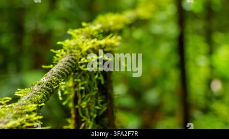 Gros plan de mousse verte dense poussant sur une rambarde humide à côté d'un sentier de randonnée dans une forêt tropicale, avec un feuillage légèrement flou en arrière-plan. Banque D'Images