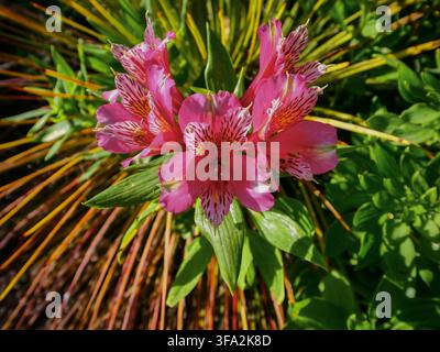 Une seule fleur de cosmos rose illuminée par la lumière du soleil dans un jardin extérieur avec un fond vert légèrement flou. Banque D'Images